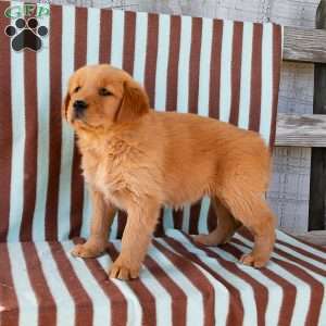Winnie, Golden Retriever Puppy